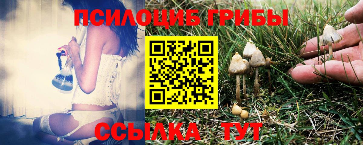купить   Вход с VPN  Красногорск  Галлюциногенные грибы Psilocybine cubensis 